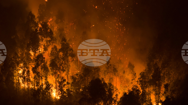 Американски скотовъди търсят храна за животните на фона на пожарите, изпепелили цели пасища в някои американски щати