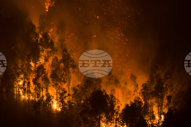 Американски скотовъди търсят храна за животните на фона на пожарите, изпепелили цели пасища в някои американски щати