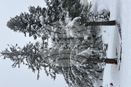 Курортен комплекс Мальовица - състезание - купа „Чамкория“