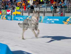 Milan Cortina Olympics Cross Country