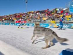 Milan Cortina Olympics Cross Country