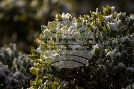 Winter Weather California