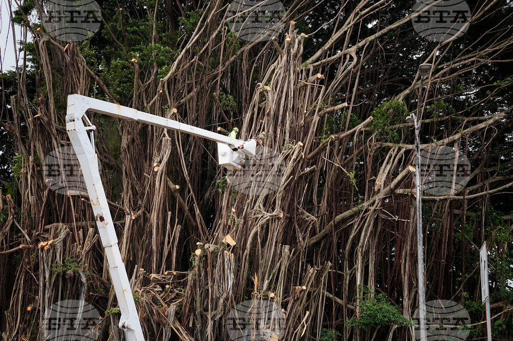 Hawaii Revitalizing Banyan Drive