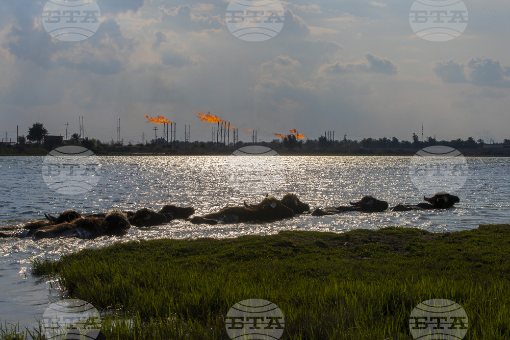 Иракската петролна компания "Басра Ойл Къмпъни" заяви, че спира добива и преработката на петрол в находището "Румайла"