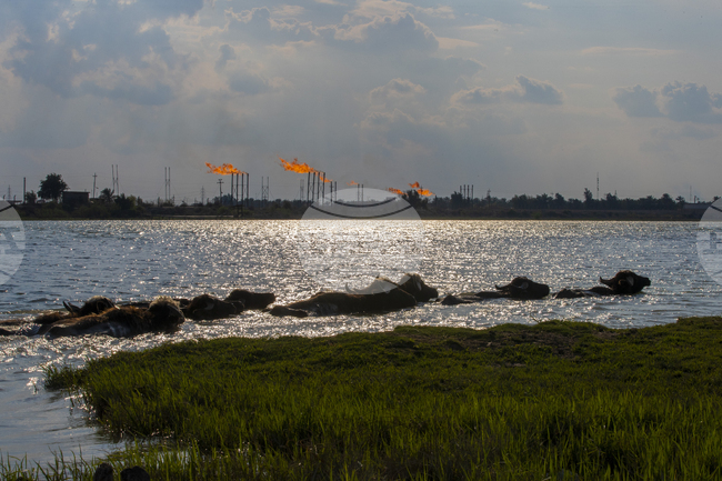Иракската петролна компания "Басра Ойл Къмпъни" заяви, че спира добива и преработката на петрол в находището "Румайла"