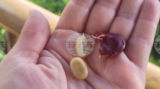 Милиарди чаши кафе на ден, зад които стоят много хора 