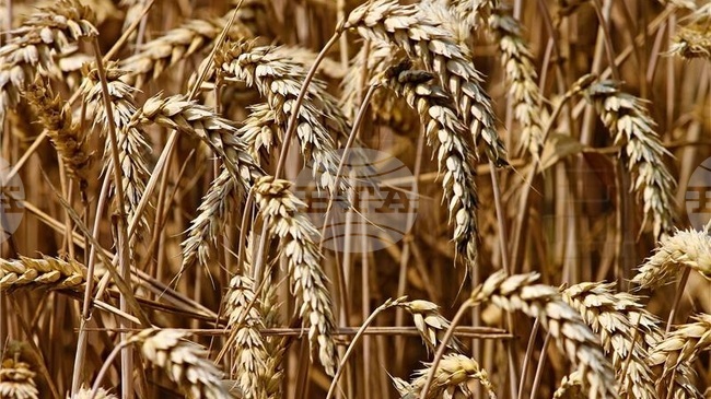 ХИНА: Площите в Хърватия, засети през есента със зърнени култури, са с 4,5% повече на годишна база