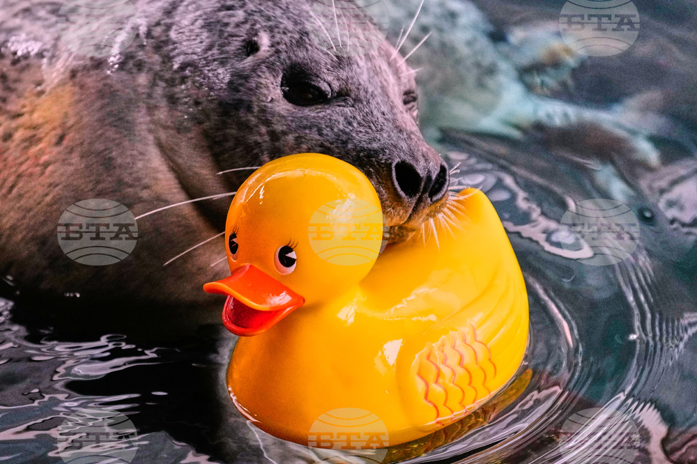 Seal Learning Rubber Duck