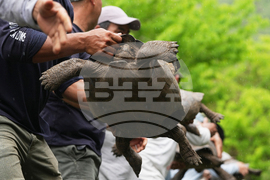 Ecuador Galapagos Giant Tortoises