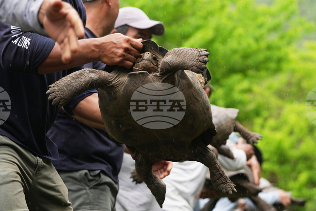 Ecuador Galapagos Giant Tortoises