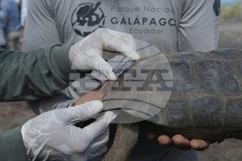 Ecuador-Galapagos Giant Tortoises