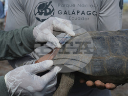 Ecuador-Galapagos Giant Tortoises