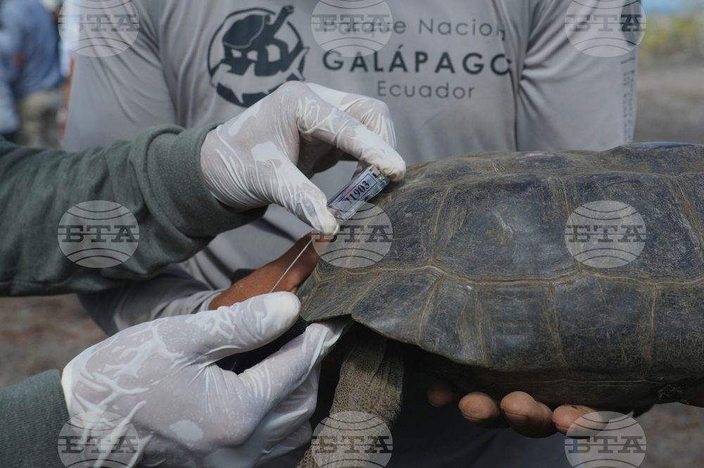 Ecuador-Galapagos Giant Tortoises