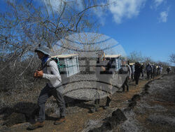 Ecuador-Galapagos Giant Tortoises