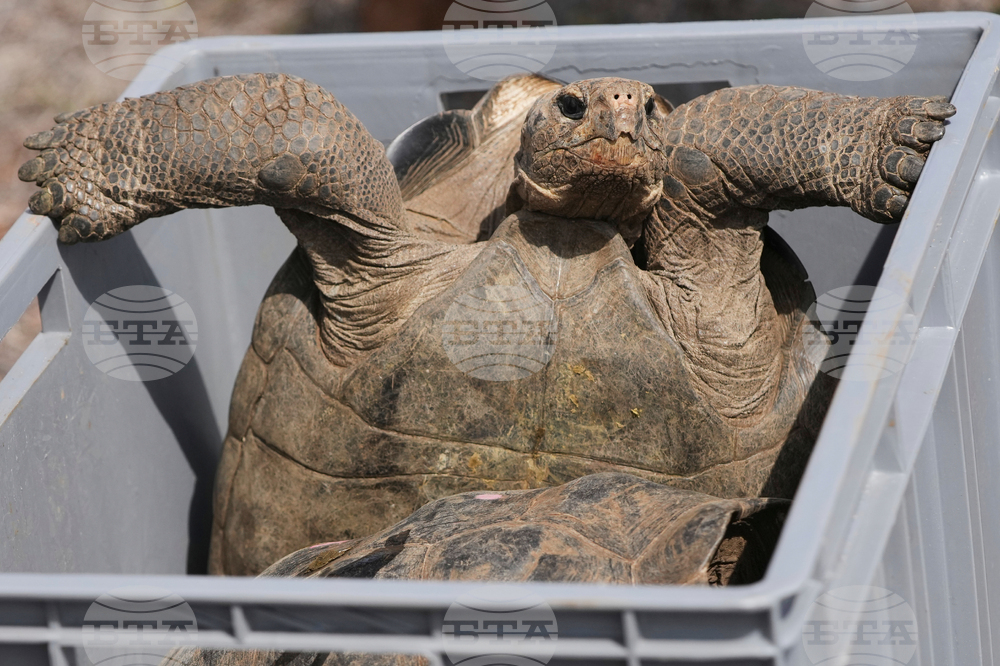 Ecuador Galapagos Giant Tortoises