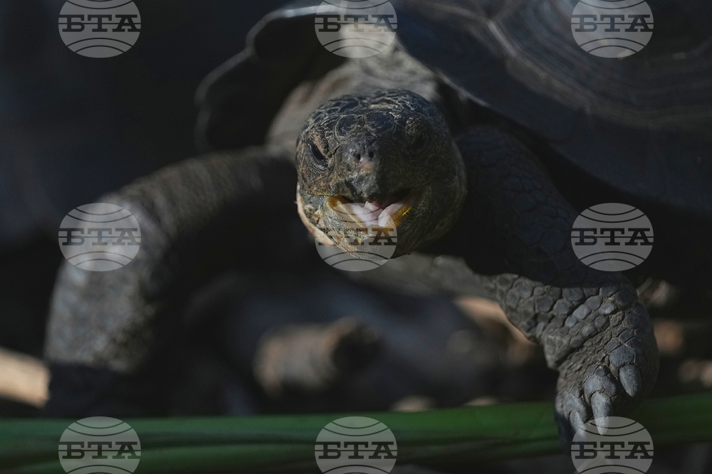 Ecuador-Galapagos Giant Tortoises