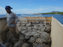 Ecuador-Galapagos Giant Tortoises