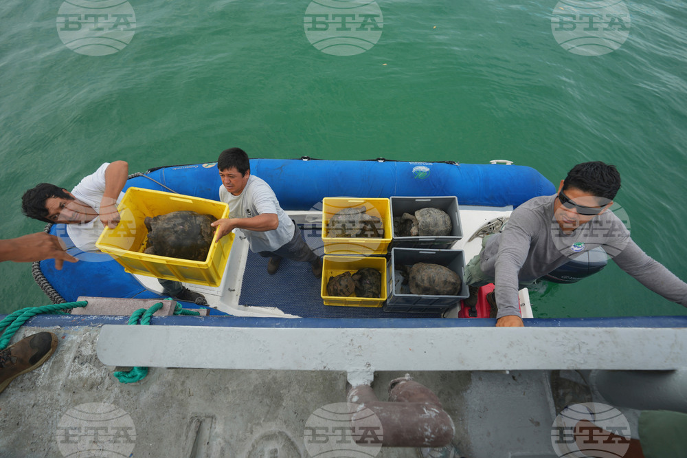 Ecuador Galapagos Giant Tortoises