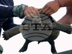 Ecuador-Galapagos Giant Tortoises