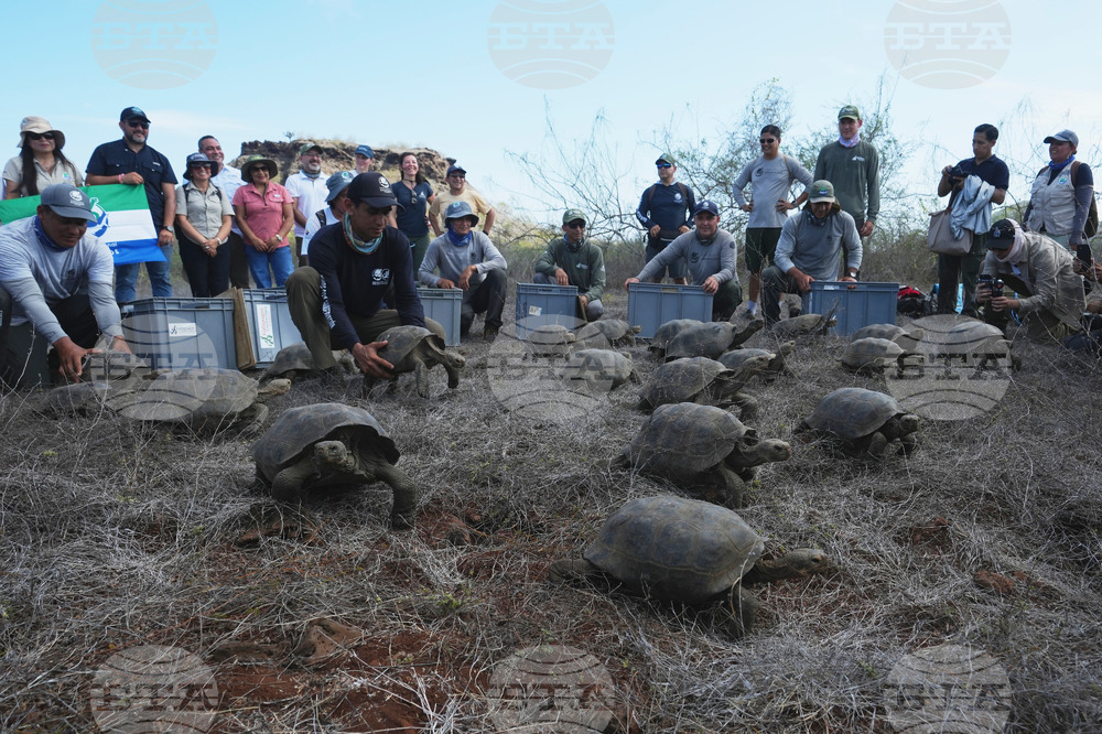Ecuador Galapagos Giant Tortoises