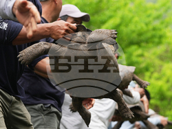 Ecuador Galapagos Giant Tortoises