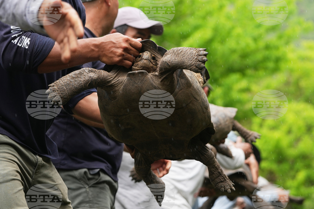 Ecuador Galapagos Giant Tortoises