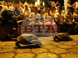 Ecuador-Galapagos Giant Tortoises