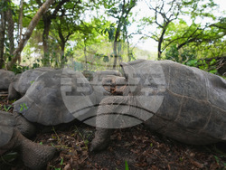 Ecuador Galapagos Giant Tortoises