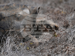 Ecuador Galapagos Giant Tortoises