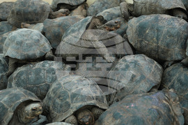 APTOPIX Ecuador Galapagos Giant Tortoises