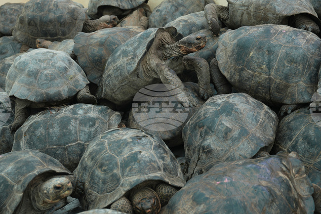 APTOPIX Ecuador Galapagos Giant Tortoises