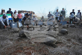 APTOPIX Ecuador Galapagos Giant Tortoises