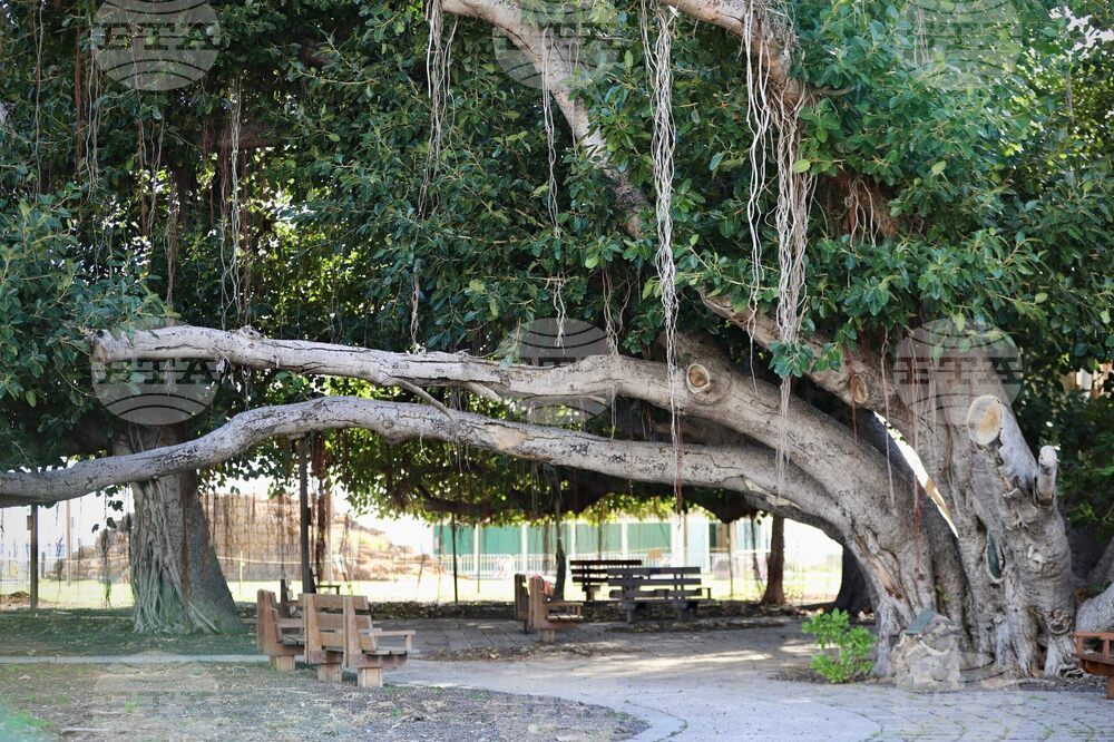 Maui Wildfire-Banyan Tree