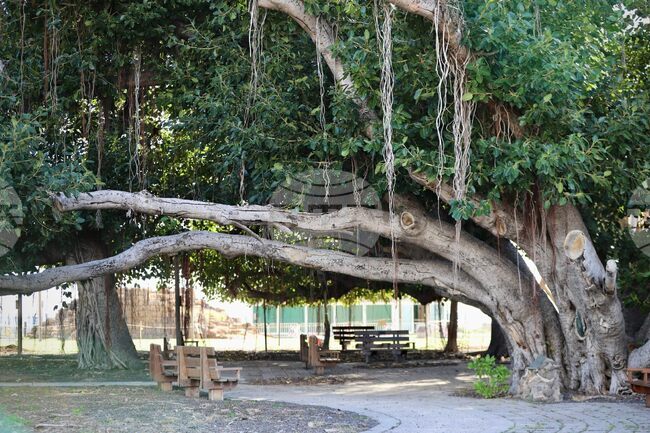 CORRECTION Maui Wildfire-Banyan Tree