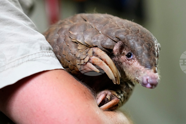 South Africa World Pangolin Day