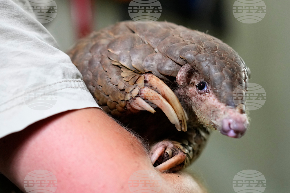South Africa World Pangolin Day