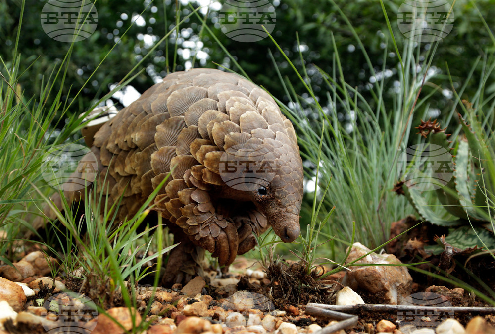 South Africa World Pangolin Day