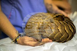 South Africa World Pangolin Day