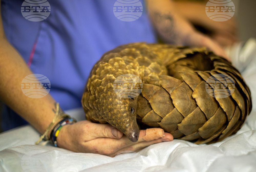 South Africa World Pangolin Day