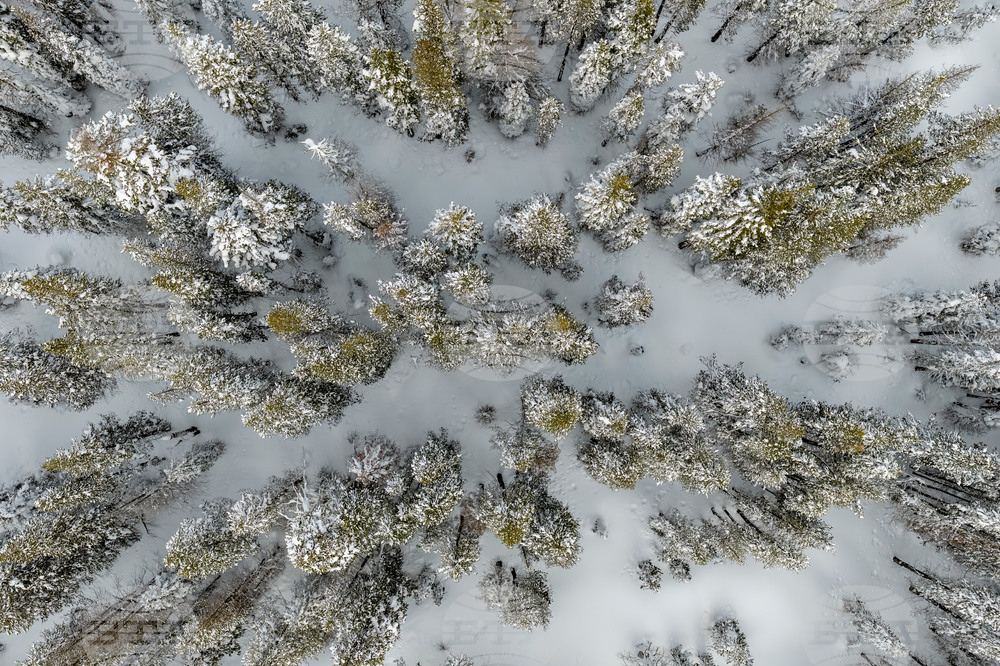 California Avalanche