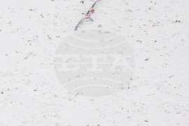 Milan Cortina Olympics Freestyle Skiing