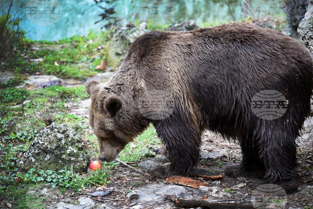 Вярвания и ритуали за Благовещение