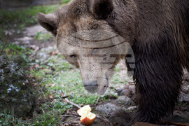 Вярвания и ритуали за Благовещение