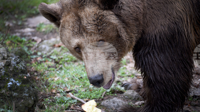 Общо шест щети от кафява мечка са установени през януари и февруари в област Смолян
