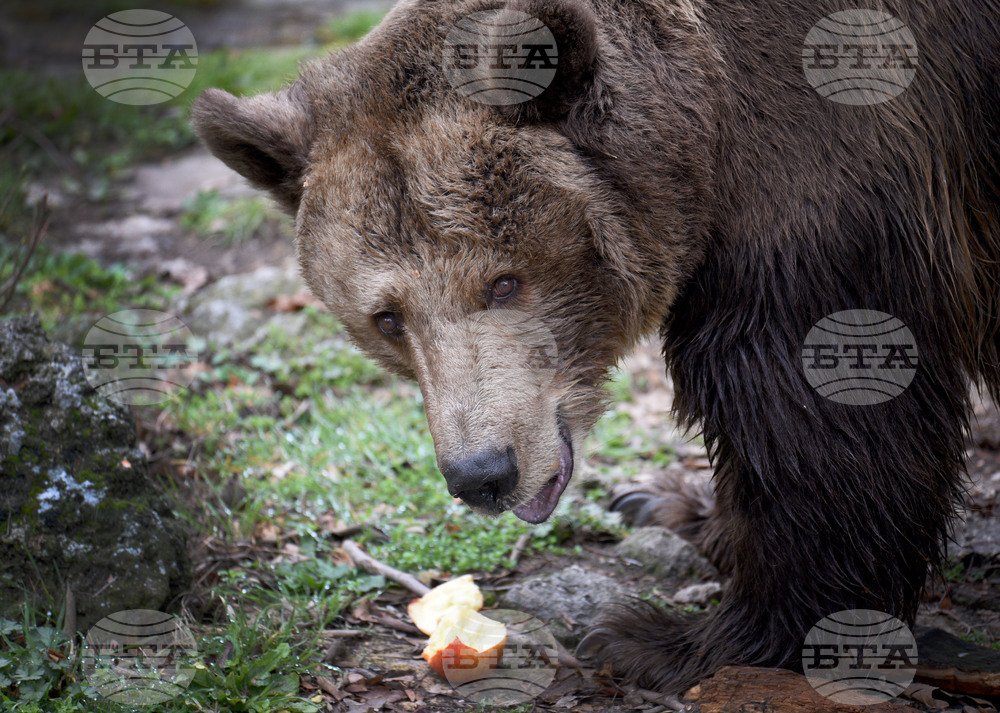 Вярвания и ритуали за Благовещение