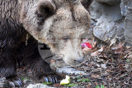 Вярвания и ритуали за Благовещение
