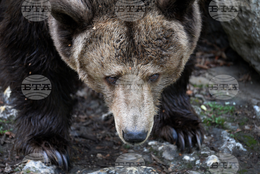 Вярвания и ритуали за Благовещение