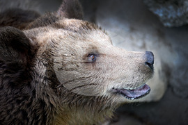 Вярвания и ритуали за Благовещение