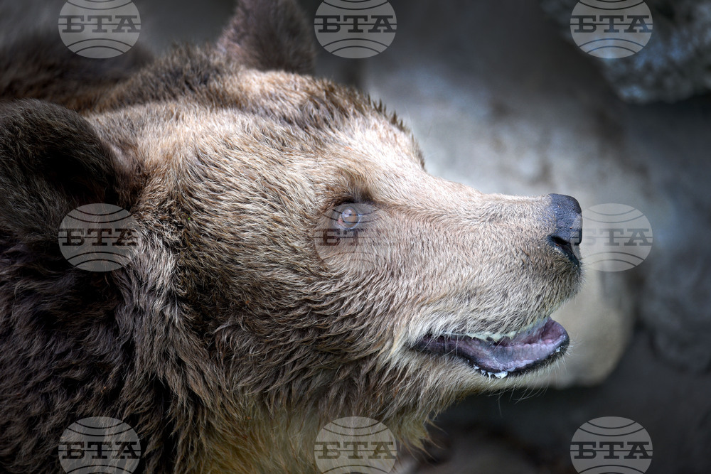 Вярвания и ритуали за Благовещение