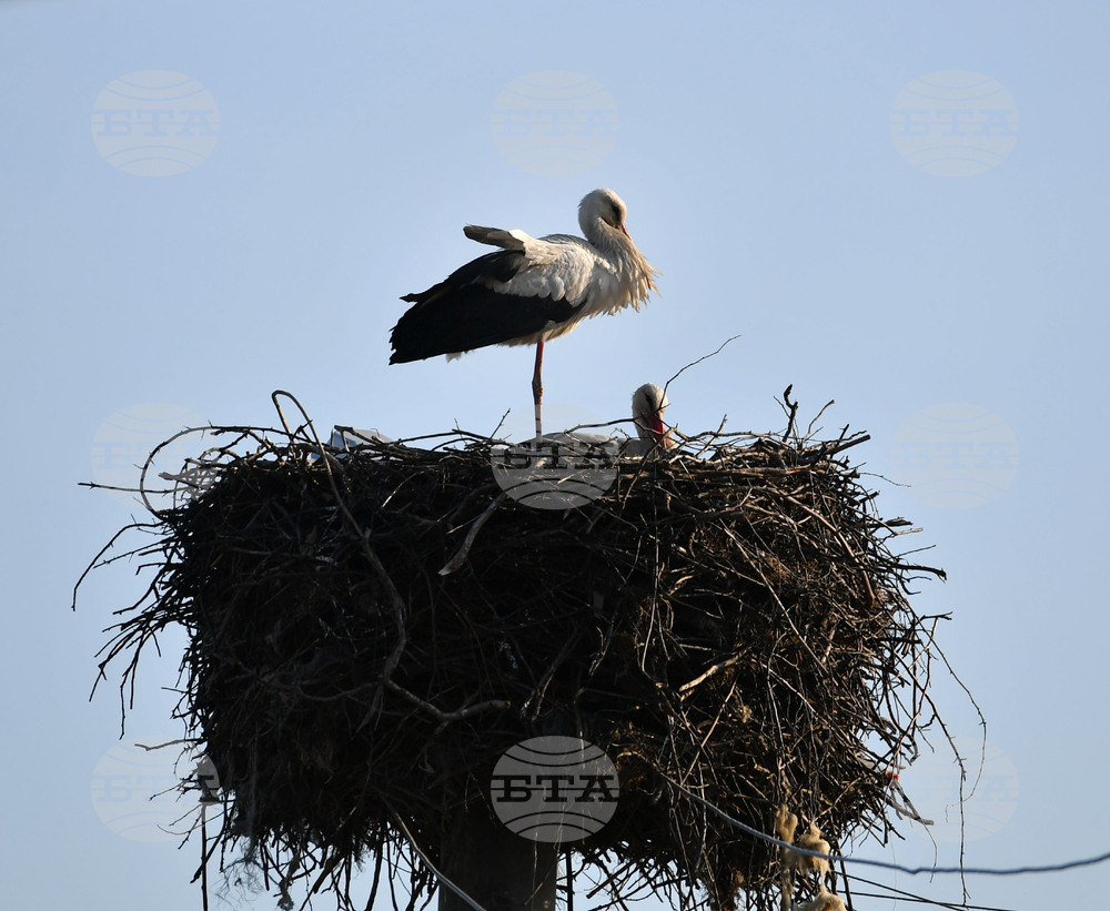 Село Ясеновец - пролет - щъркели